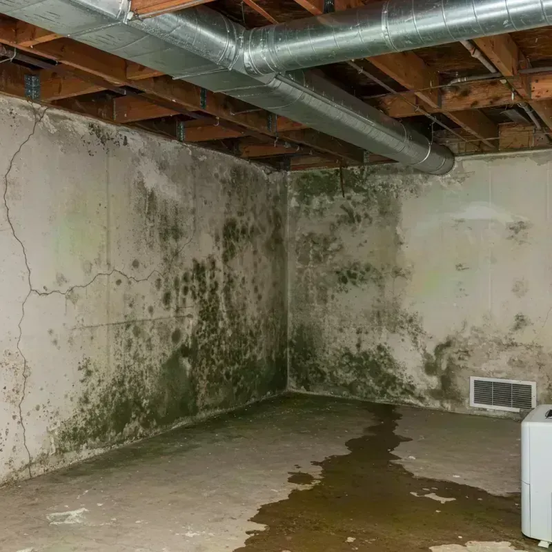 Professional Mold Removal in Springfield, TN